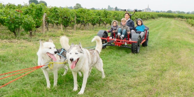 Husky Dream, des balades en chiens de traineau en famille