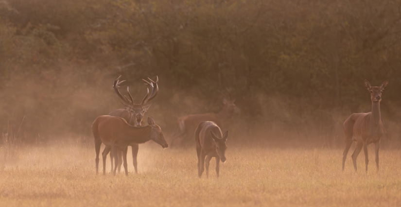 Semaine du Brame du Cerf avec Faune sauvage à La Breille-les-Pins