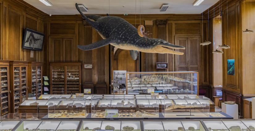 "BirdlaB", atelier de sciences participatives au Musée des sciences naturelles d'Angers