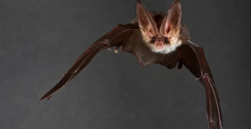 "Une nuit avec les chauves-souris", visite commentée au Château d'Angers