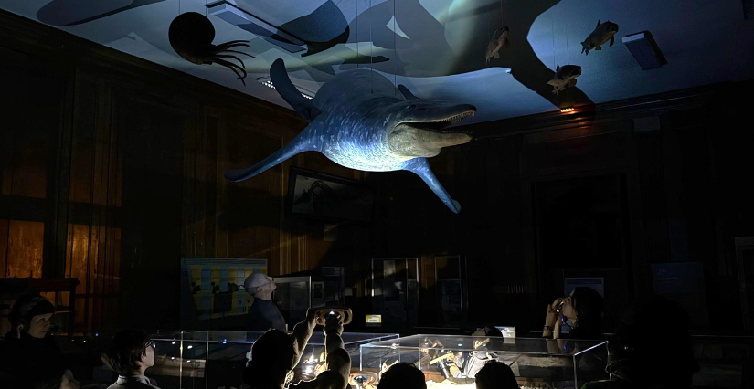 Visite du museum à la lampe torche au Museum d'Histoire Naturelle à Angers