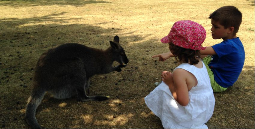 Le Jardin des Kangourous, au contact des animaux avec les enfants