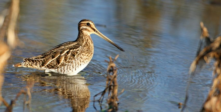 Sorties nature et gourmandes en famille avec Faune sauvage