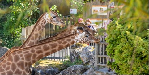 Un anniversaire avec les animaux au Bioparc