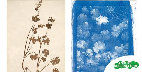 Atelier cyanotype au Muséum des Sciences Naturelles d'Angers