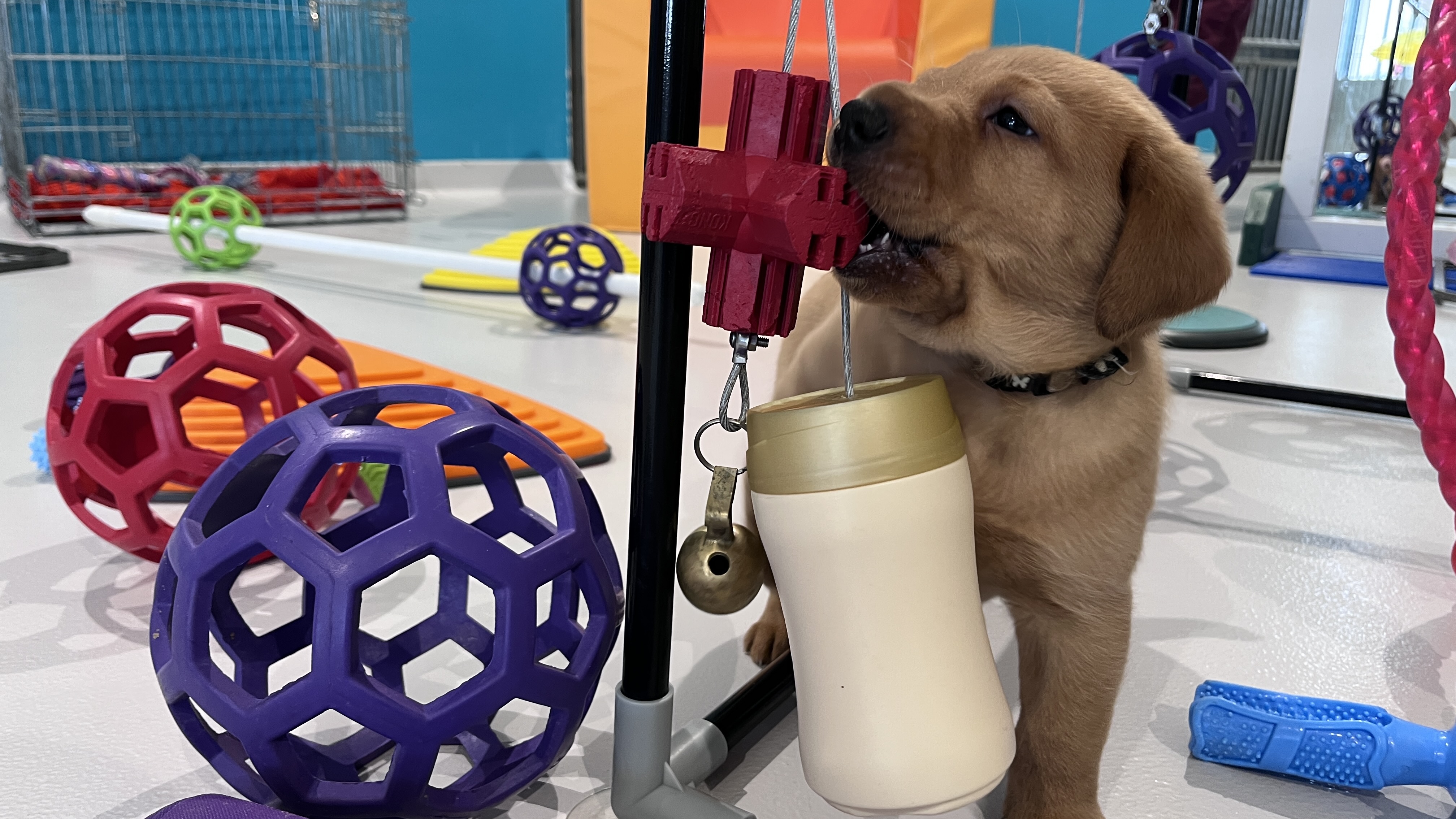 Immersion à la maison du chiot, de l'association Les Chiens Guides d'Aveugles de l'Ouest