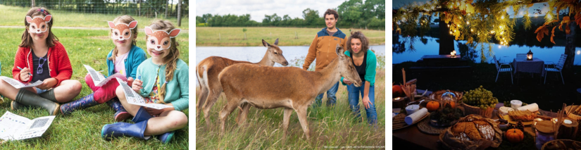 Les cerfs de la fardelière