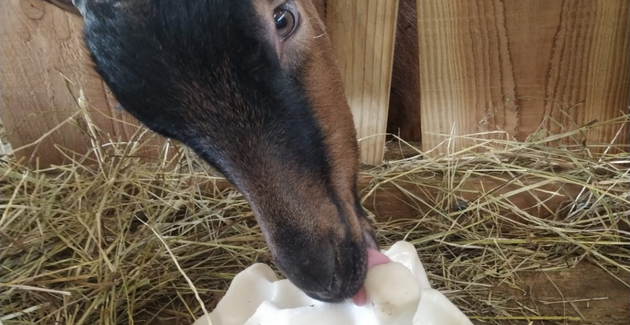 Vis ma vie de … chevrier, visite à la Fermes des Ardoisières Saint-Barthélémy-d'Anjou