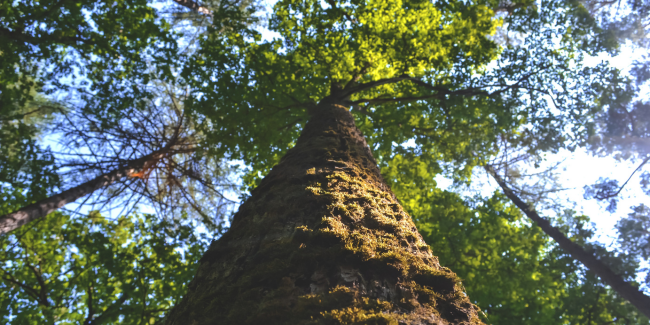 Balade botanique "Aux origines du nom des arbres" // Rendez-vous aux Jardins avec la Maison de l'nvironnement