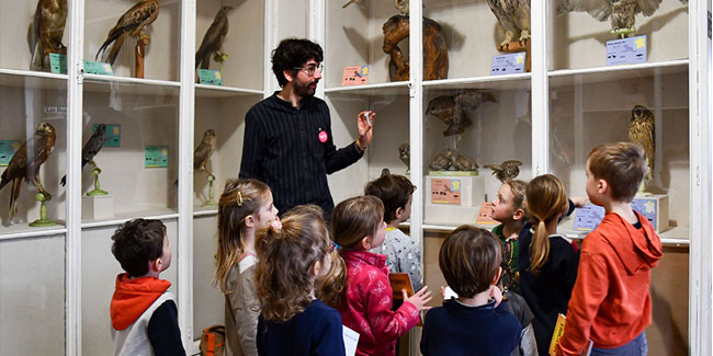 Je découvre les animaux du muséum, atelier pour les petits au Muséum des Sciences Naturelles d'Angers