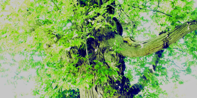 La forêt disparue, spectacle à la Bibliothèque A. Fratellini d'Angers