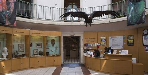 "Histoire d'animaux", atelier au Muséum des Sciences Naturelles d'Angers