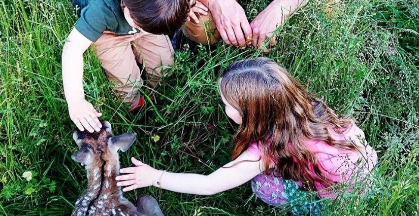 Journée insolite à la découverte des faons à la ferme Les Cerfs de la Fardellière