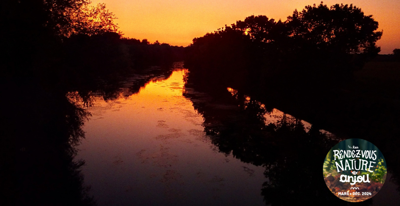 Le crépuscule dans les marais, balade avec la Maison de l'Environnement à Angers