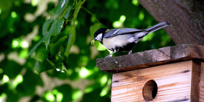 Observons les oiseaux, sortie nature à la Maison de l'environnement à Angers