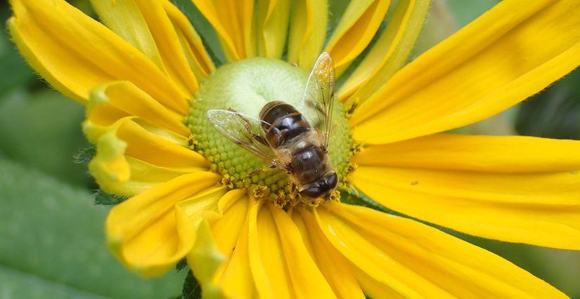 "Portraits d’insectes", atelier ados u Muséum des Sciences Naturelles d'Angers