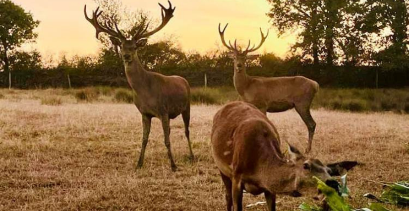 Nocturne à la ferme, balade nature avec les Cerfs de la Fardellière