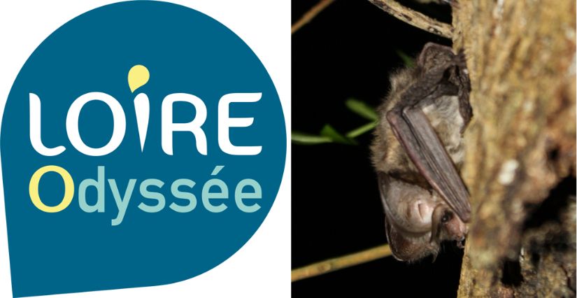 Nuit de la chauve-souris, balade nocturne en famille avec Loire Odyssée