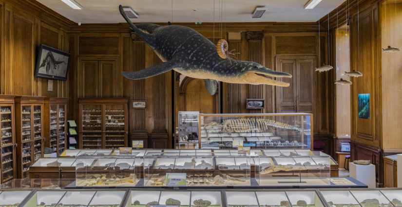 Atelier de sciences participatives "BirdlaB", au Muséum des sciences naturelles d'Angers