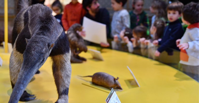 "Conte-moi les animaux", atelier au Muséum des Sciences Naturelles d'Angers