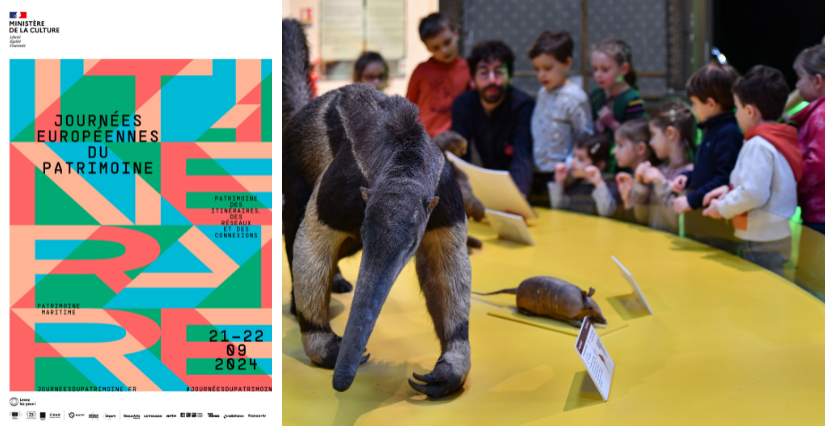 Journées Européennes du Patrimoine au Muséum des sciences naturelles à Angers