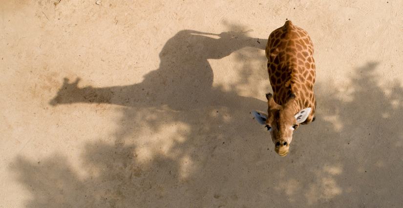 Visitez le Zoo du Bioparc à prix réduit !