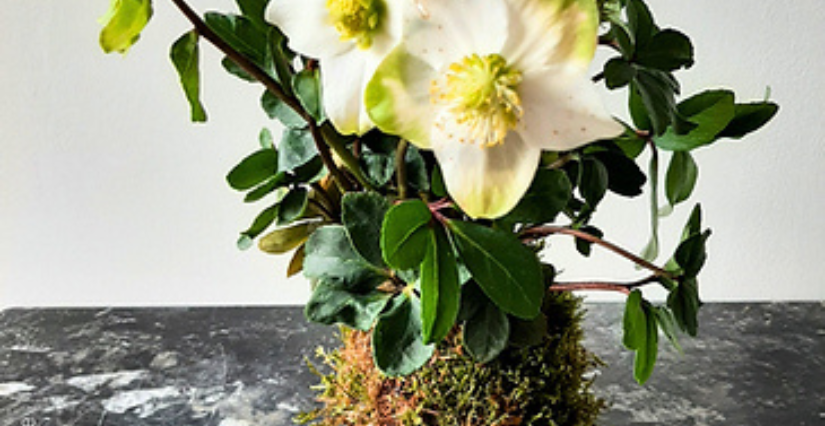 "Création d'un kokedama", atelier créatif à WHEAT, épi-centre culturel à Angers