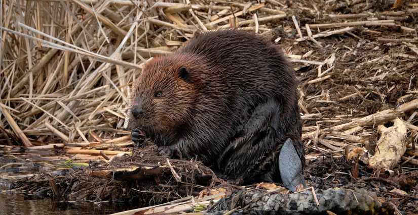 Les Dents de la Loire, sortie nature avec Loire Odyssée