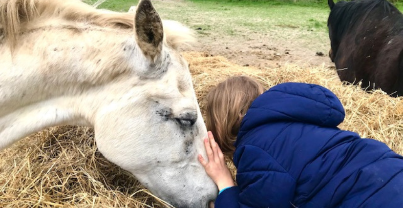 Séance de médiation équine avec Équi Écoute, près d'Angers