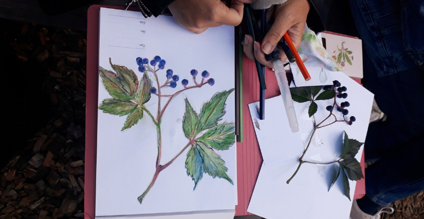 Nouveauté 2025 : "Dessiner son herbier", atelier au Jardin Camifolia de Chemillé-en-Anjou