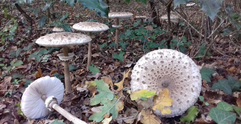 Balade nature "À la découverte des champignons !", avec la Maison de l'environnement à Écouflant