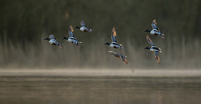 Balade nature " A la découverte des oiseaux" à la Maison de l'Envrionnement
