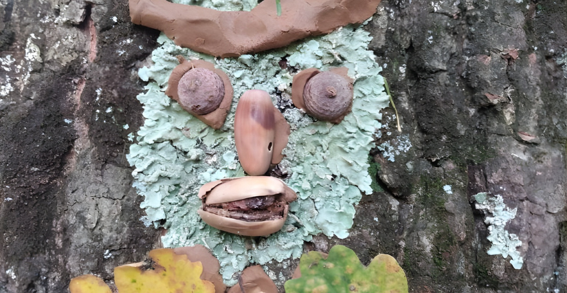 Balade découverte "Explore la forêt " à la Maison de l'Environnement