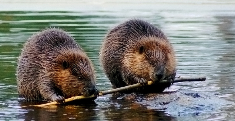 Balade nature "Sur les traces du castor" avec la Maison de l'Environnement