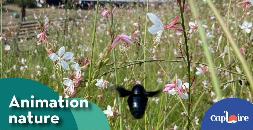 Animation "Les petites bêtes de terre et d’eau", chez Cap Loire à Montjean-sur-Loire