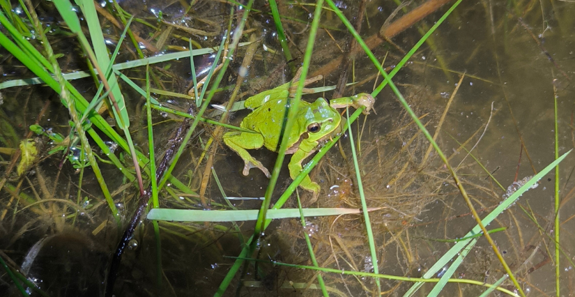 Animation "Découverte nocturne des amphibiens" avec la Maison des Chasseurs à Bouchemaine