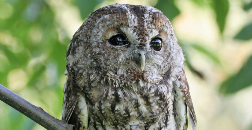 Animation "Découverte des rapaces nocturnes" à la Maison des Chasseurs à Bouchemaine