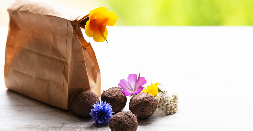 Atelier je jardine "Semons les fleurs !" à la Maison de l'Environnement à Angers