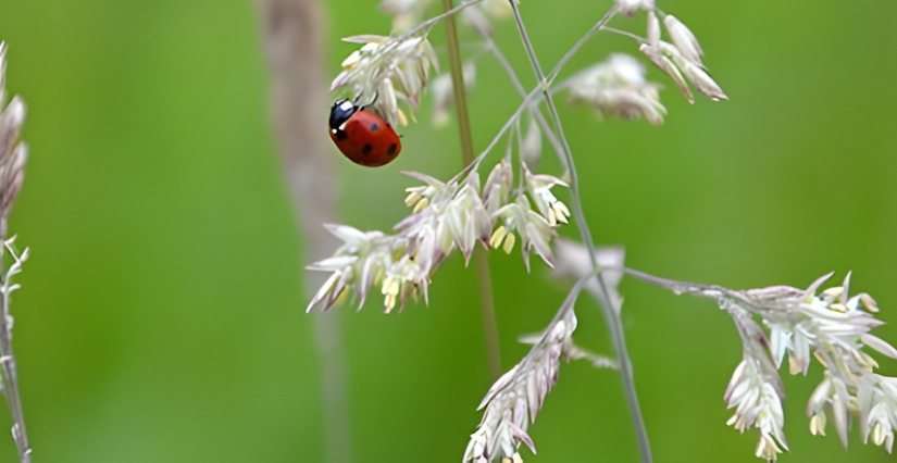 Contes de la nature à la Maison de l'Environnement à Angers