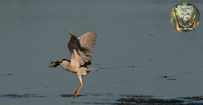 Balade nature "Hérons et compagnie" à la Maison de l'Environnement à Angers