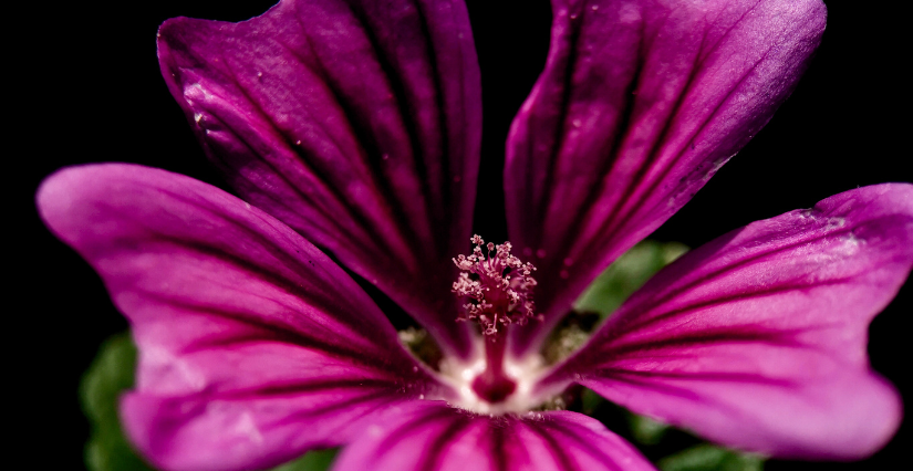 Événement "Une nuit au jardin", au Jardin Camifolia à Chemillé en Anjou