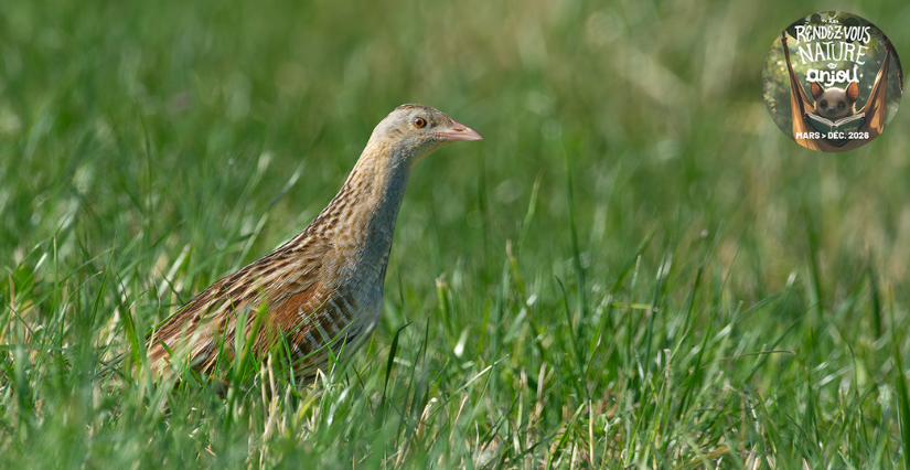 Balade nature "L'emblème des basses vallées angevines", à Angers