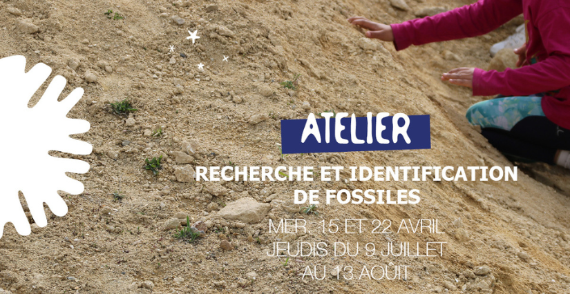 Atelier "Recherche et identification de fossiles", au Mystère des Faluns 