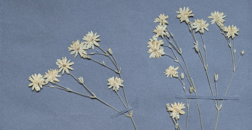 Atelier "L'herbier mystérieux" avec l'Arboretum Gaston Allard à Angers