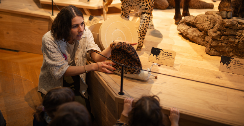 Visite en famille "Conte-moi les animaux", au Muséum des Sciences Naturelles d'Angers