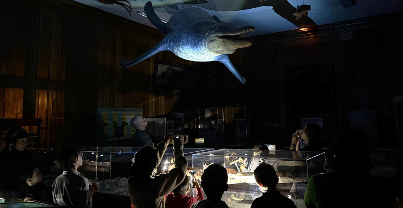 Visite à la lampe torche au Muséum des sciences naturelles d'Angers