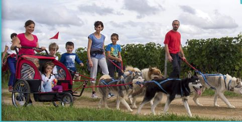 Balade en chiens de traineau // en famille // Husky Dream Gennes Val de Loire