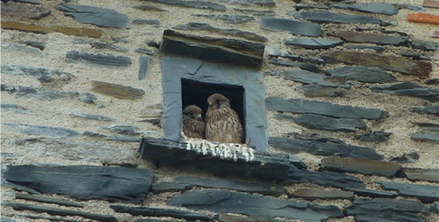Refuge royal pour oiseaux nicheurs au Château d'Angers