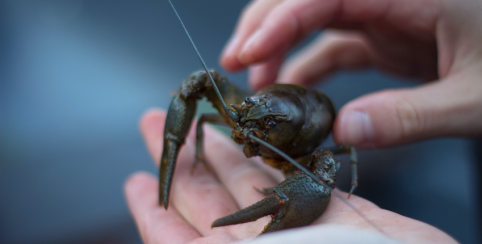 Pêche à l'écrevisse en famille à Angers